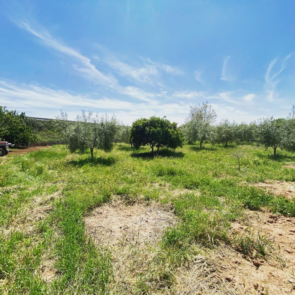 Recogida de poda Desbroce Campo Terreno Segorbe tractor Trabajo Agricola Soneja Navajas Geldo Jérica Viver