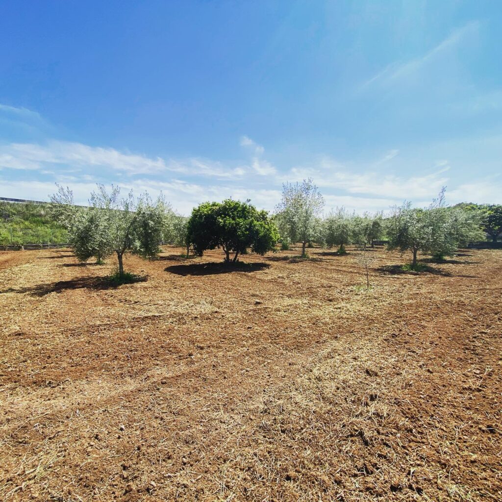 Recogida de poda Desbroce Campo Terreno Segorbe tractor Trabajo Agricola Soneja Navajas Geldo Jérica Viver